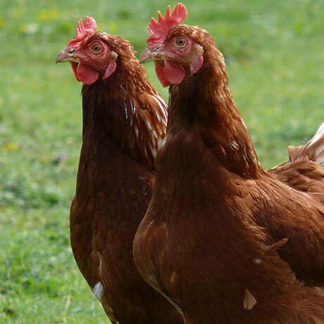 Zwei Bio Hühner Lebensmittel